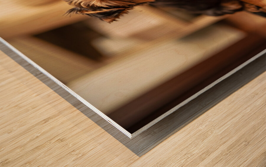 Yorkshire Terrier Puppy Caught Climbing Forbidden Sofa Impression sur bois