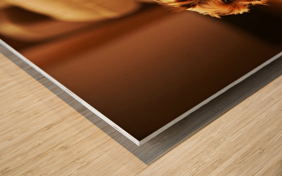 Happy Yorkshire Terrier Puppy Plays With Toy Impression sur bois