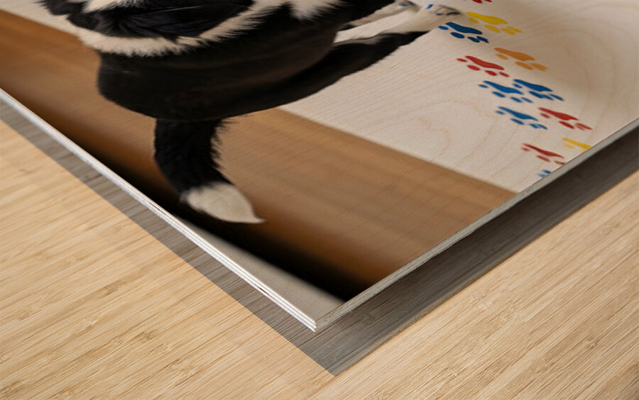 Border Collie Puppy Proudly Shows Off Finished Paw Art Impression sur bois