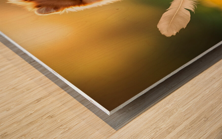 Feather Lands On Happy Pomeranian Puppy Impression sur bois