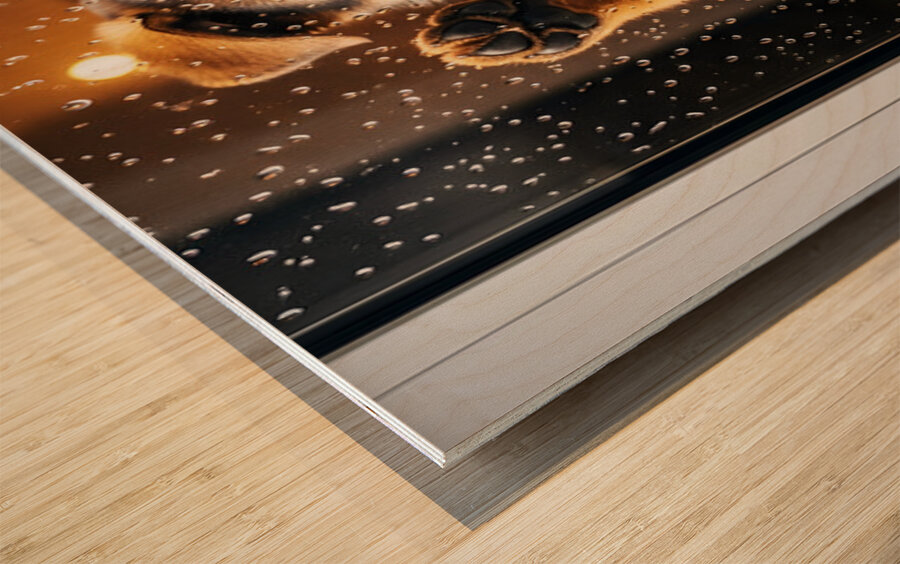 Confused German Shepherd Puppy Tilts Head At Glass Door Impression sur bois