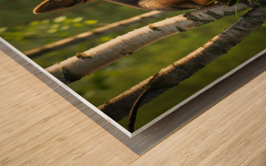 Curious Puppy King Spots Something Interesting Impression sur bois