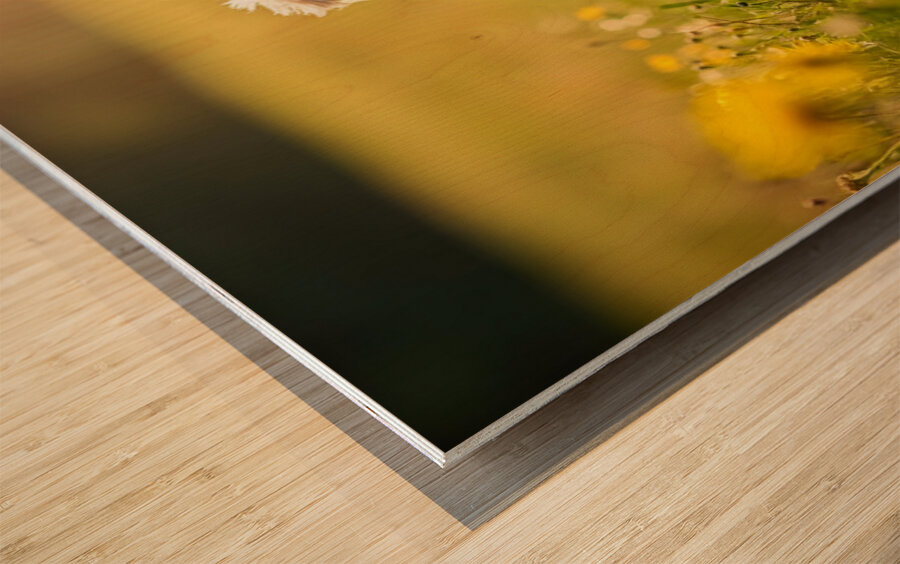 Poodle Puppy Rests Peacefully With Hedgehog Companion Wood print