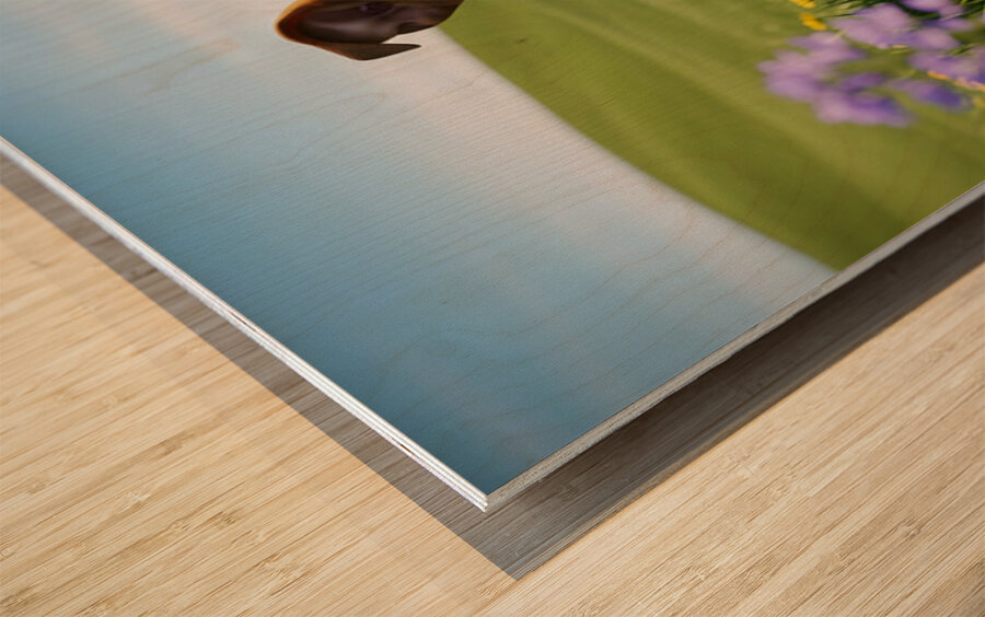 Bulldog Puppy Ready For Takeoff Adventure Wood print