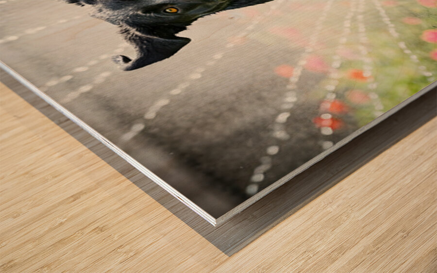 Wet German Shepherd Puppy Rests By Sprinkler Happily Impression sur bois