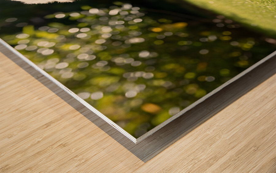 Poodle Puppy Discovers Shadow Play On Sunny Day Wood print