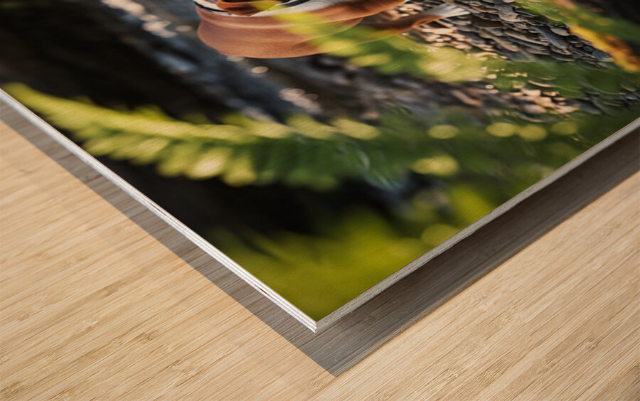 Bulldog Puppy Resting After Big Adventure Impression sur bois