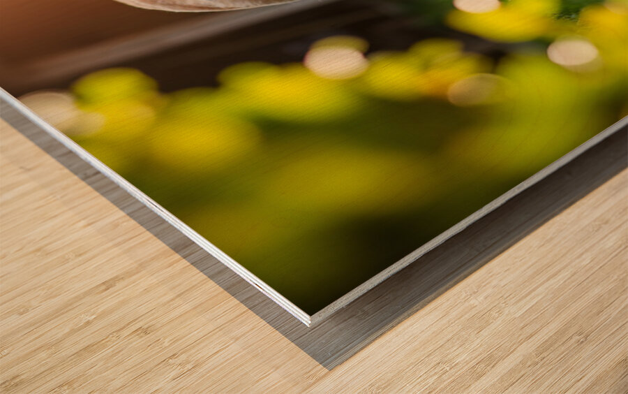 Golden Retriever Puppy Detective Begins Investigation Wood print