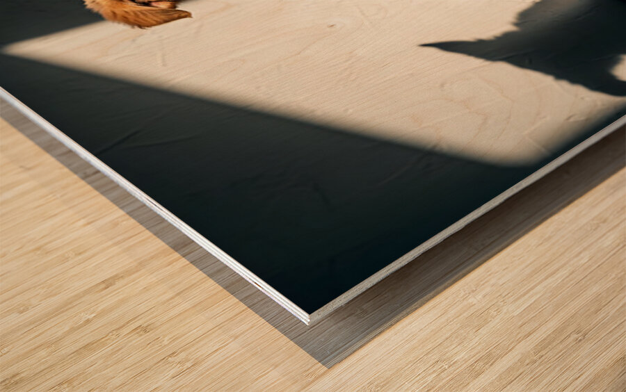 Golden Retriever Puppy Discovers Dancing Wall Shadows Wood print