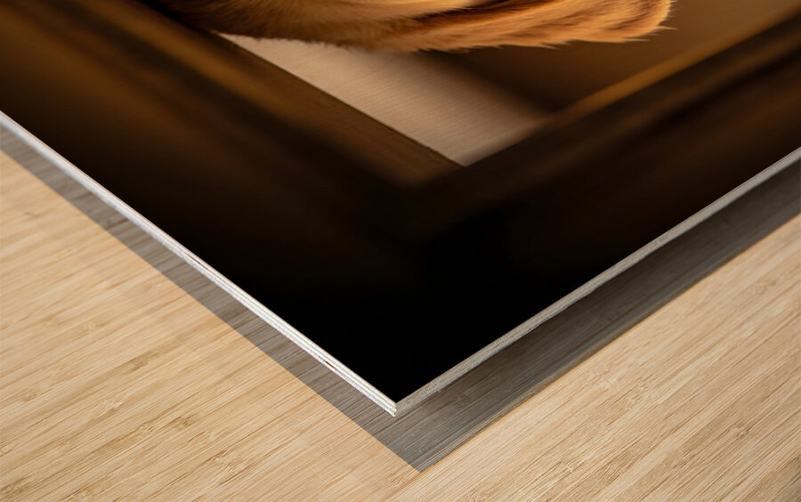 Puppy Waits For Visitors To Arrive Wood print