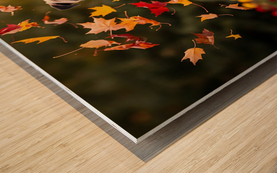 Pug Puppy Rests After Wind Play Impression sur bois