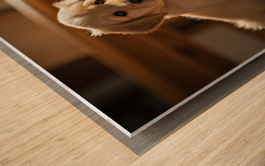 Apologetic Golden Retriever Puppy Looking Sorry Wood print