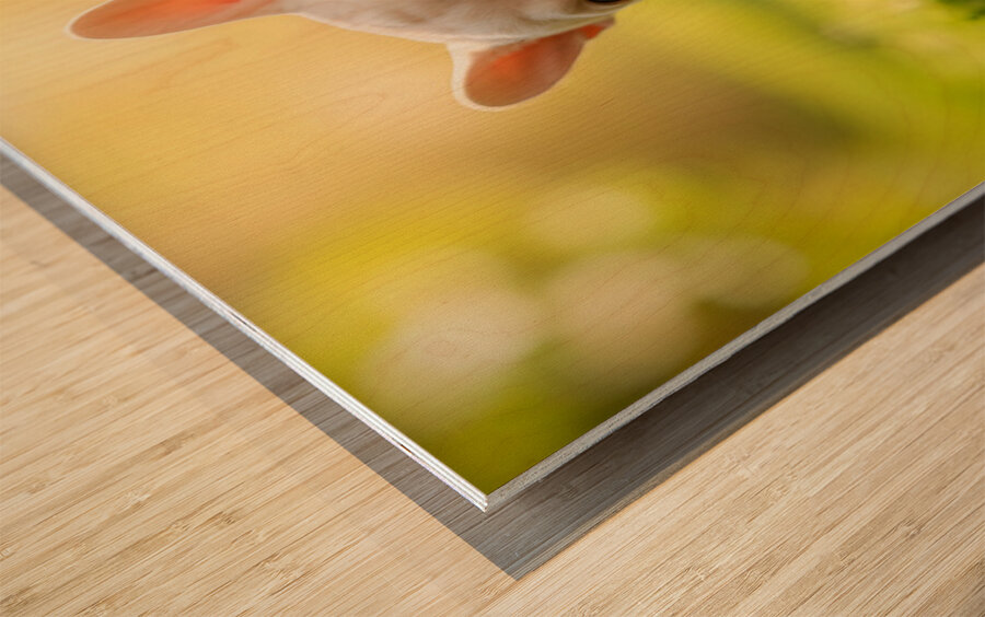 Satisfied Puppy After Apple Snack Wood print