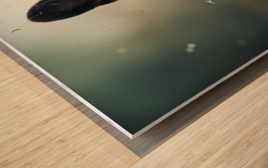 Content Pug Puppy Settles Down To Watch Rain Wood print