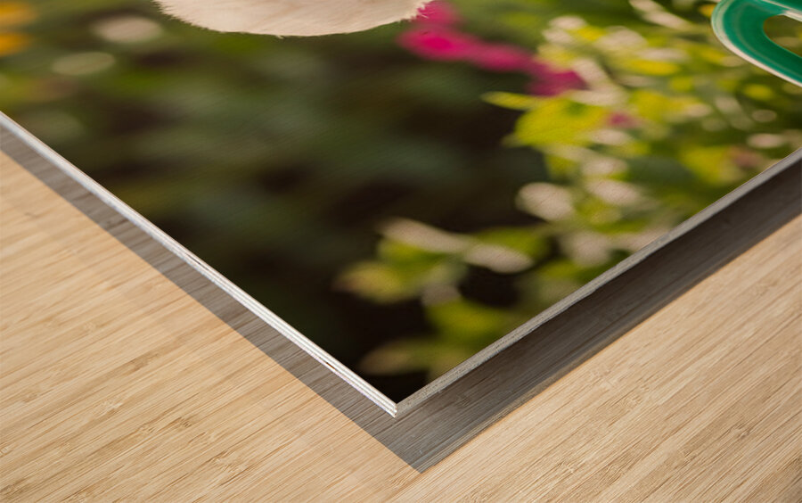 Curious Bichon Frise Puppy Discovers Garden Watering Can Impression sur bois