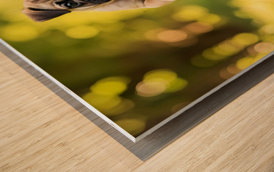 Pug Puppys First Wagon Ride Adventure Wood print