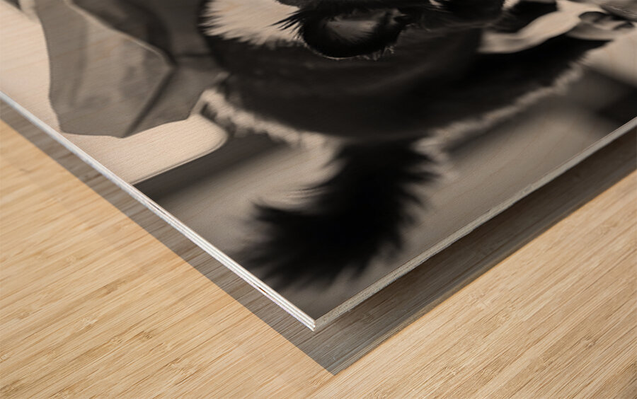 Excited Boston Terrier Puppy Emerges From Shopping Bag Discovery Impression sur bois