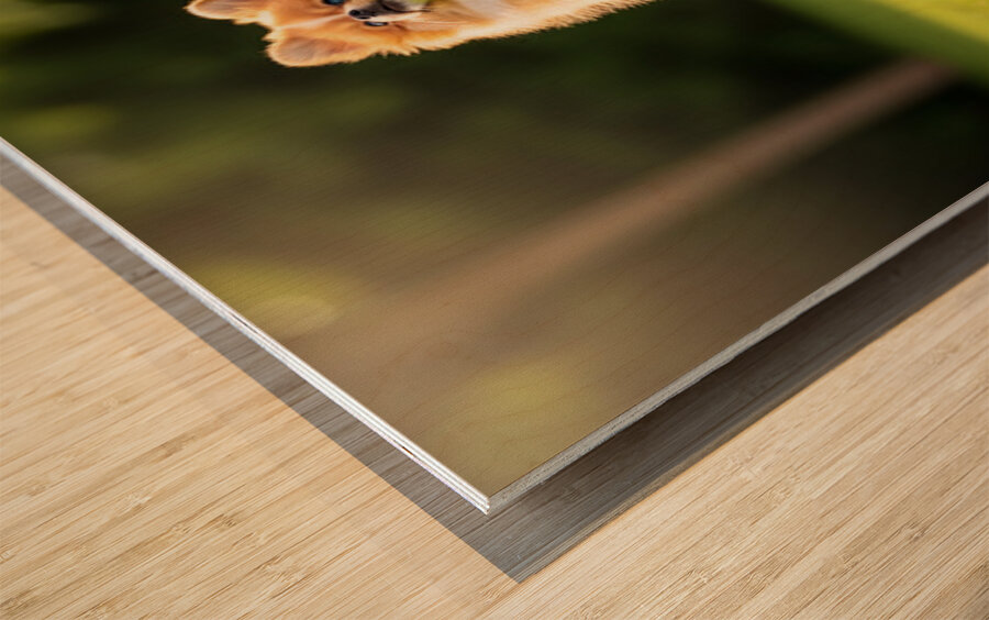 Tired Pomeranian Puppy Resting After Playful Chase Impression sur bois