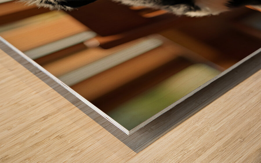 Playful Border Collie Puppy Interacts With Book Pages Impression sur bois