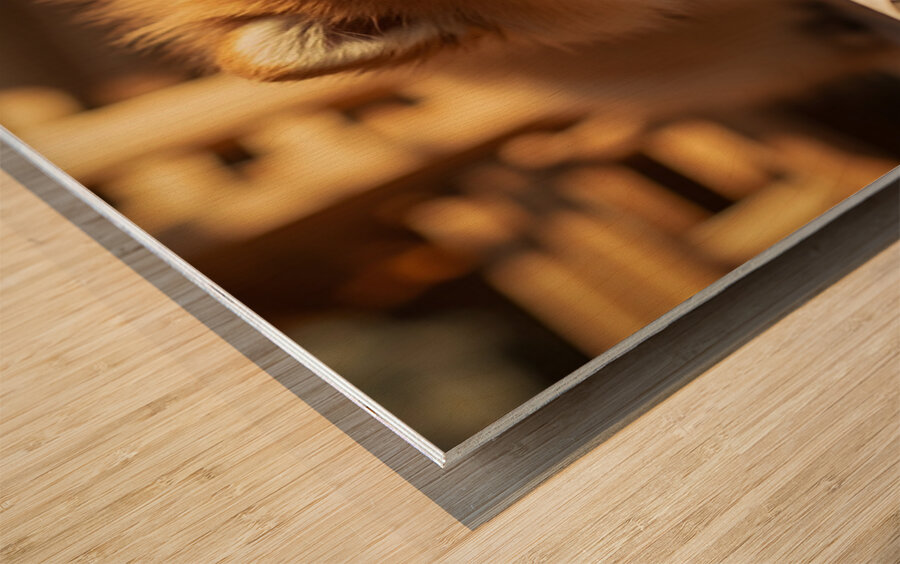 Alert Pomeranian Ready For Adventure Wood print