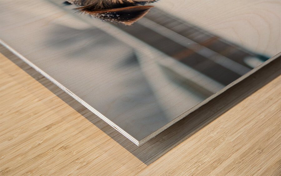 Yorkshire Terrier Puppy Watches Winter Snow Fall Wood print