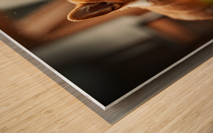 Corgi Puppy Takes Shelter From Heavy Rain Impression sur bois