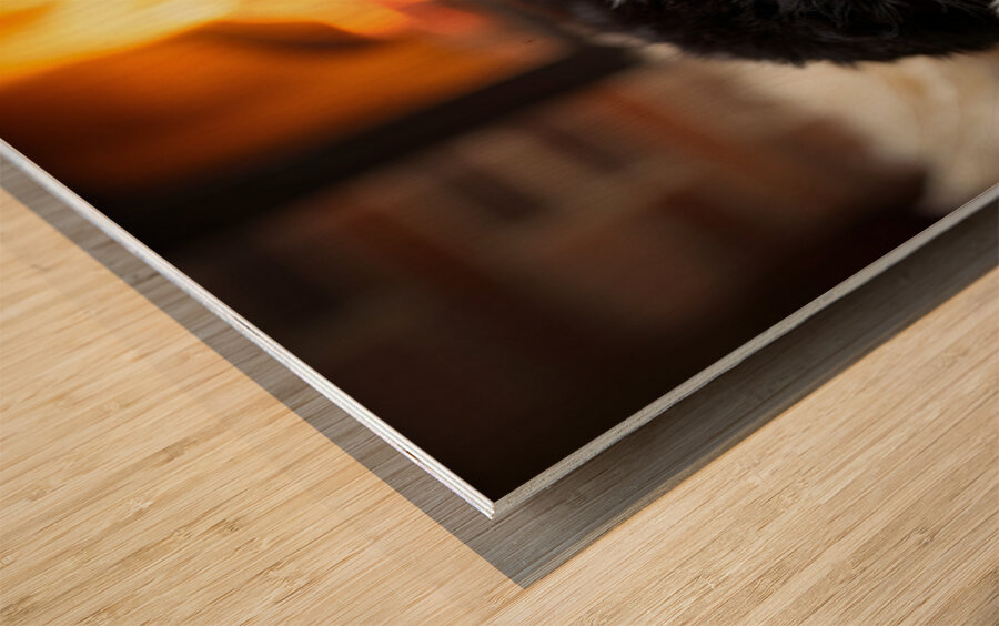 Happy Border Collie Puppy Enjoys Perfect Evening By The Fire Impression sur bois