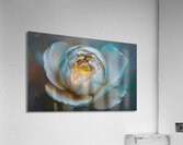 abstract oil painting that captures the essence of flowers  50 Acrylic Print