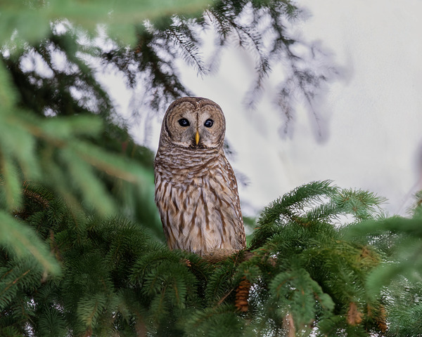 Barred Owl Digital Download