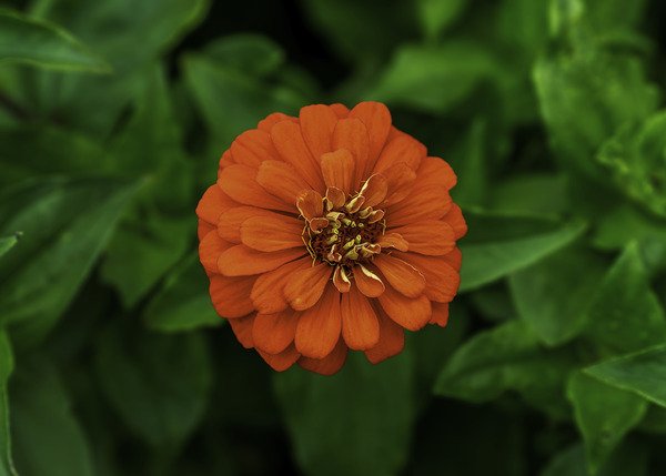 Dahlia Delight Digital Download