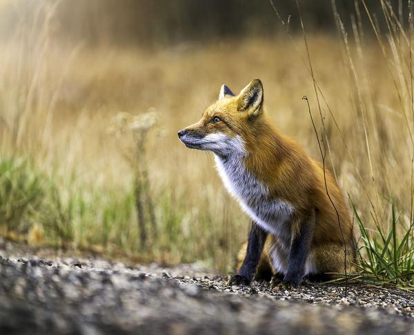 Fox portrait in morning light Digital Download