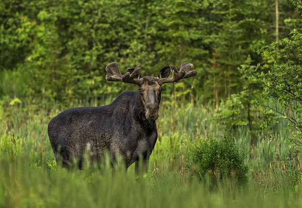 Bull Moose in Algonquin Park. Digital Download