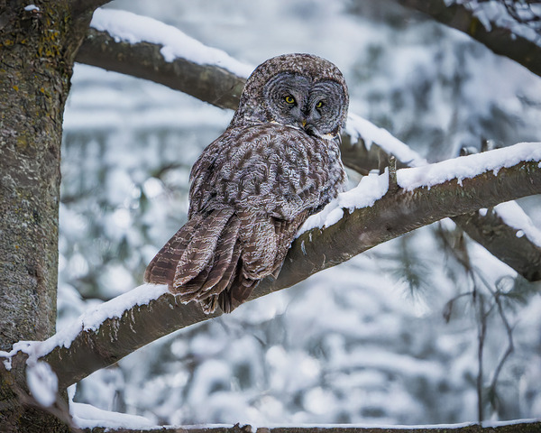 Great Grey Owl Digital Download