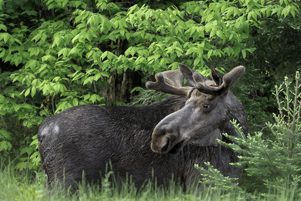 Gentle Giant Digital Download