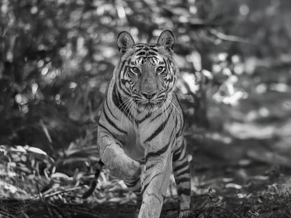 Sher Khan Digital Download