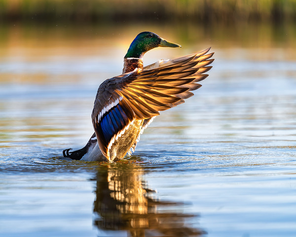 A Mallard’s Ballet. Digital Download
