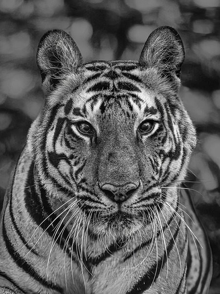 Eyes of the Wild Digital Download