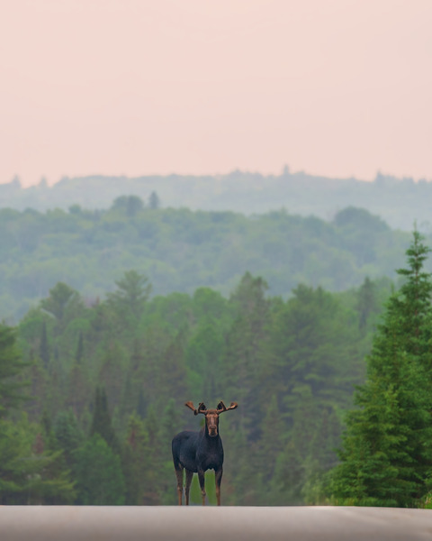 Standing Guard Digital Download