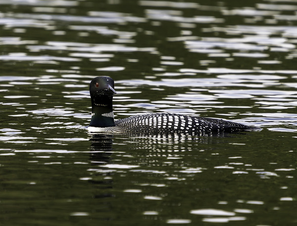 Common Loon in Water. Téléchargement Numérique