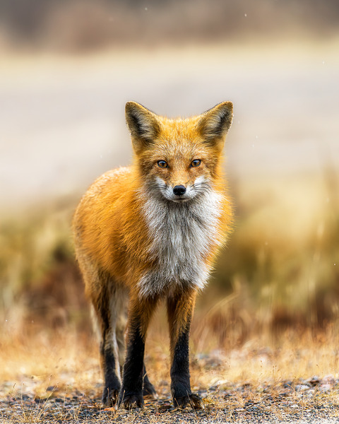 Foxing Around Digital Download