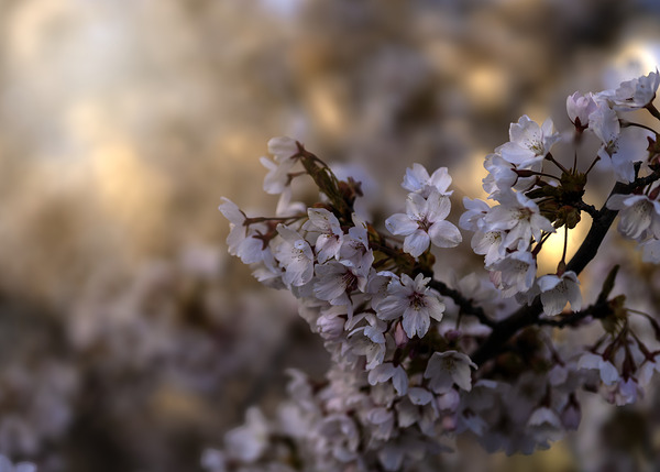 Cherry Blossom Téléchargement Numérique