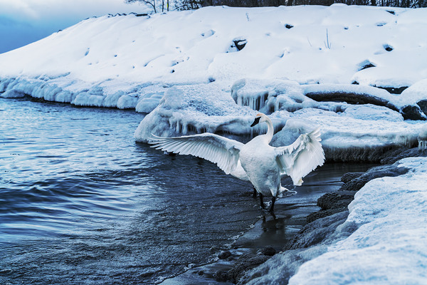 Swan in Winter Digital Download