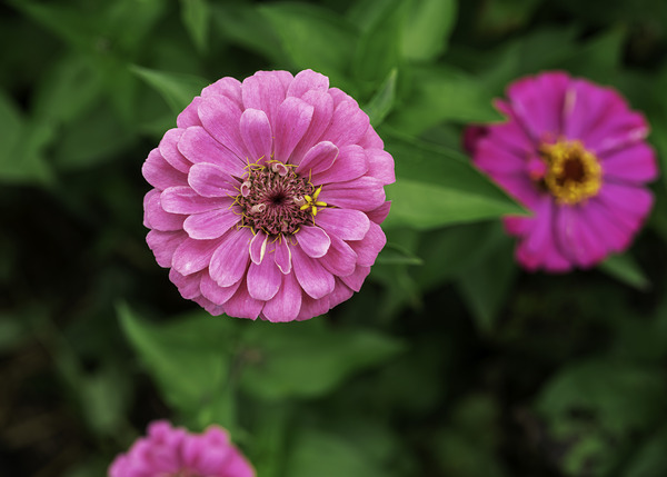 Nature’s art palette Digital Download