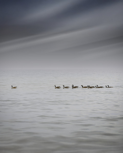 Gracefully Gliding Digital Download