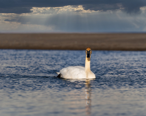 Swan on Lake Ontario Digital Download