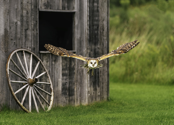 Barn Owl Colored Digital Download