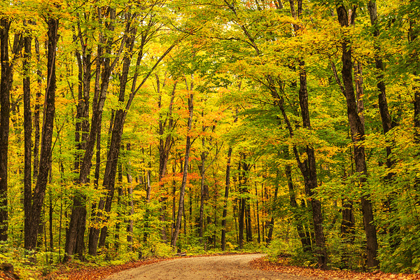 Fall Colors in Forest Téléchargement Numérique