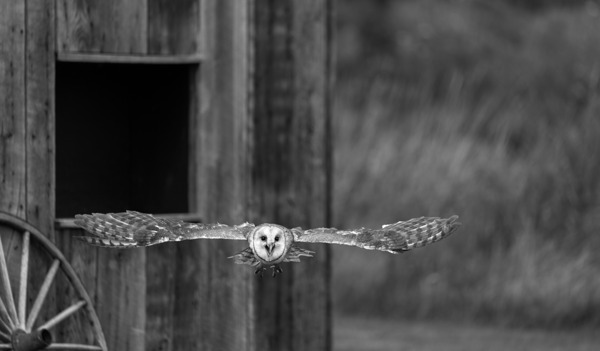 Barn Owl Digital Download