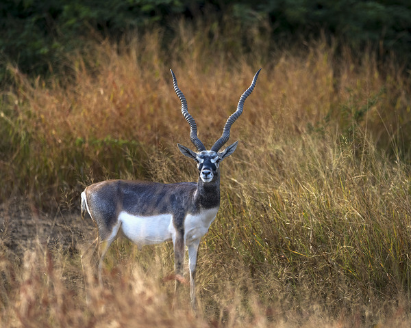Blackbuck  Digital Download