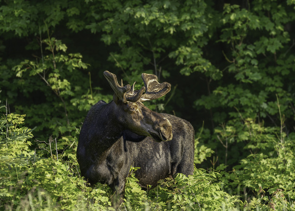 Bull Moose in early morning light. Digital Download